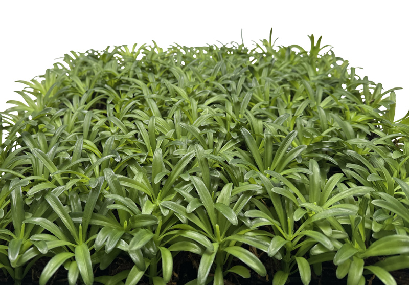 Wandpaneel Jangal Modular Wall 11104 Podocarpus Tea Tree 52 x 52 cm